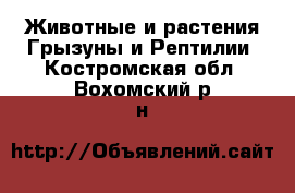 Животные и растения Грызуны и Рептилии. Костромская обл.,Вохомский р-н